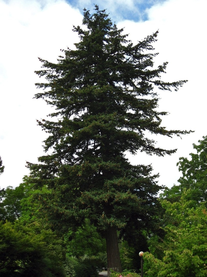 Дугласия дерево