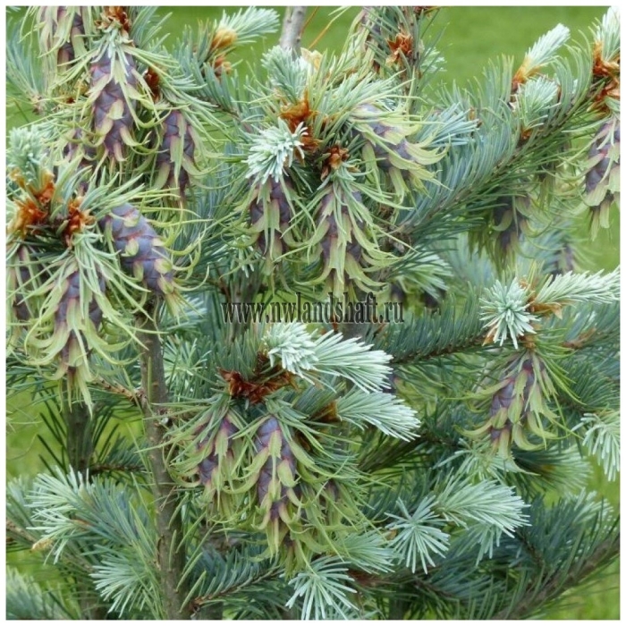 Псевдотсуга мензиса глаука