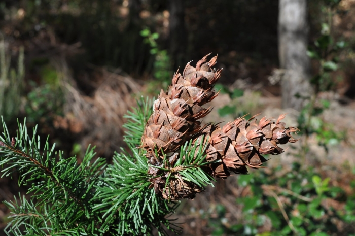 Pseudotsuga menziesii var glauca