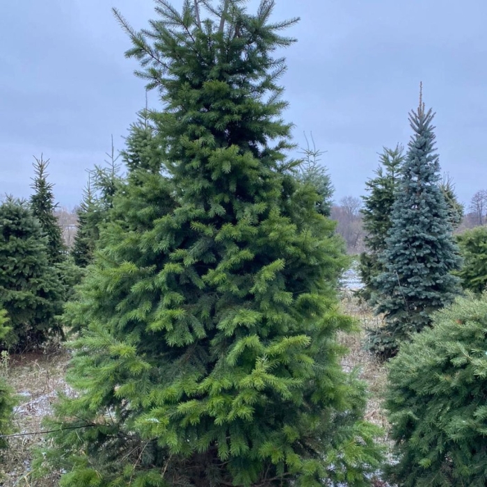 Пихта нордмана