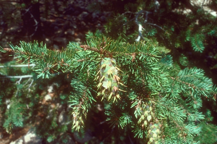 Pseudotsuga menziesii var glauca