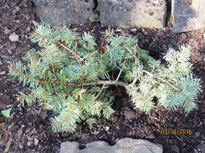 Ель колючая picea pungens