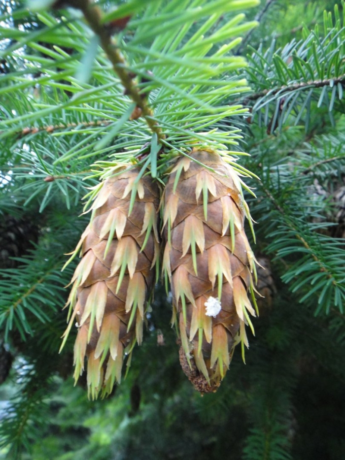 Псевдотсуга (ель дугласа)