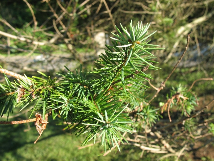 Можжевельник juniperus communis