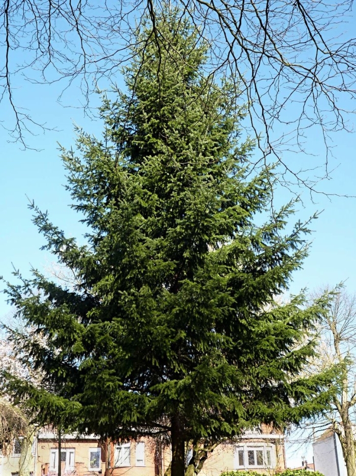 Пихта сибирская abies sibirica