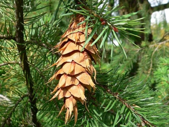Pseudotsuga menziesii var