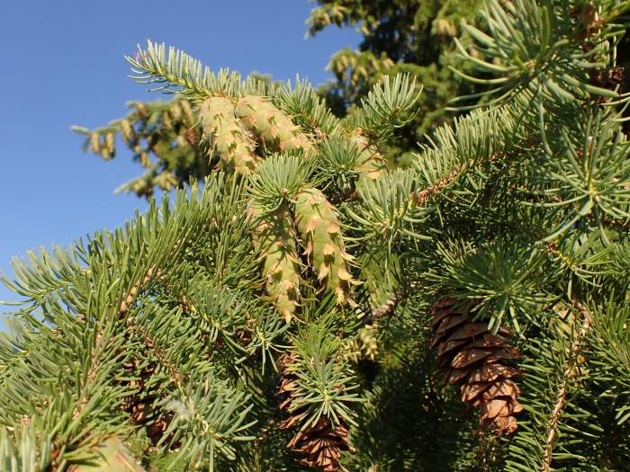 Псевдотсуга мензиса