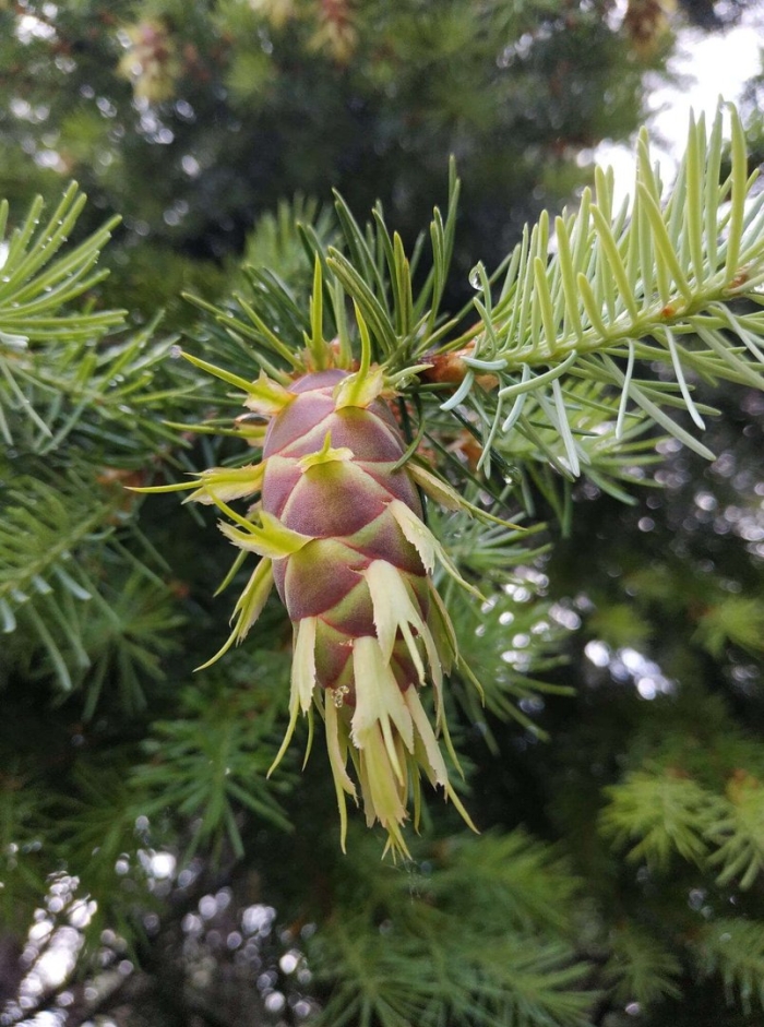 Хвойное растение