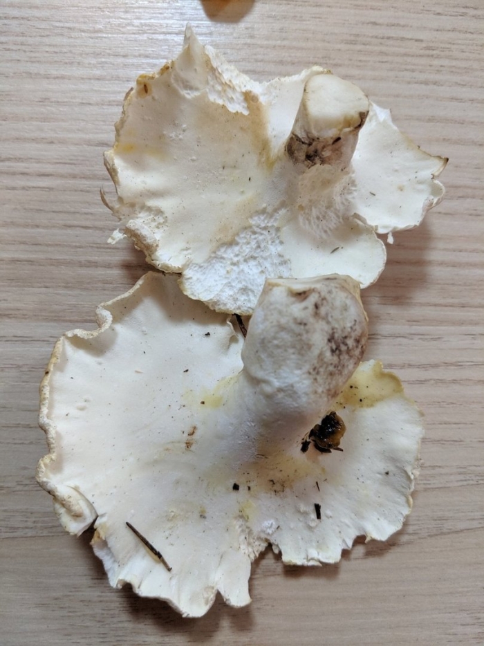 Трутовик овечий альбатреллус