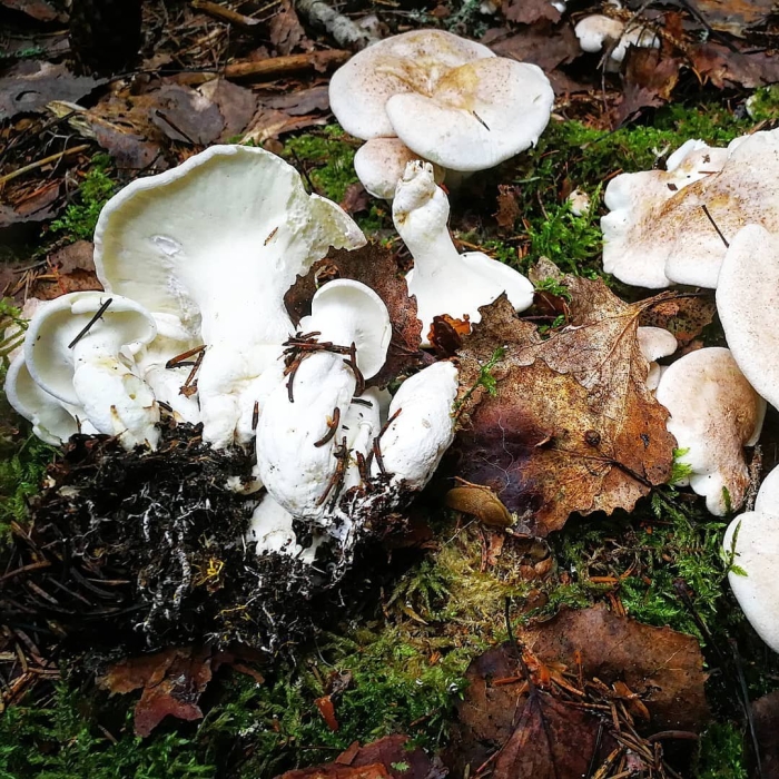 Гриб альбатреллус овечий