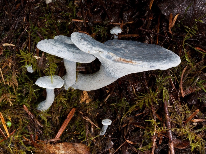 Альбатреллус синепоровый