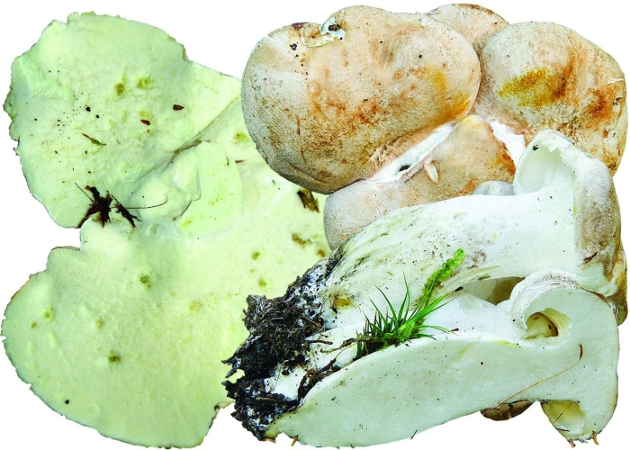 Трутовик овечий альбатреллус съедобный