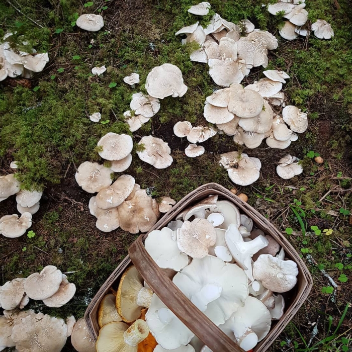 Грибы ставрополья рядовка