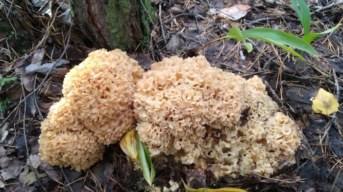 Спарассис курчавый грибная капуста