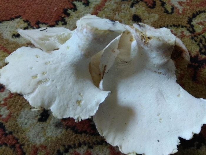 Трутовик овечий альбатреллус