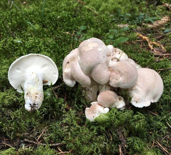 Ежовик белый