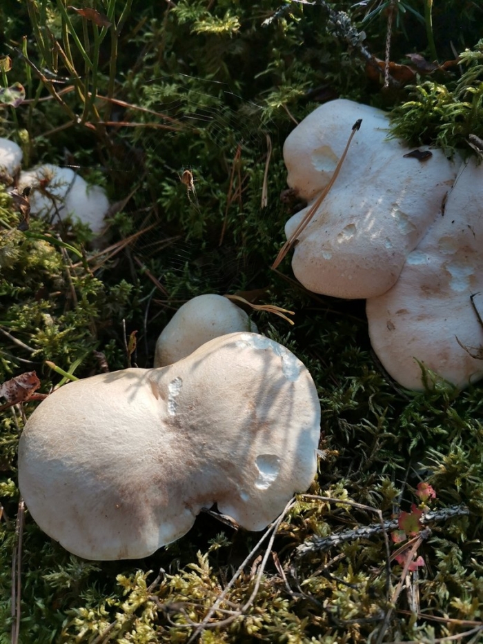 Трутовик овечий гриб