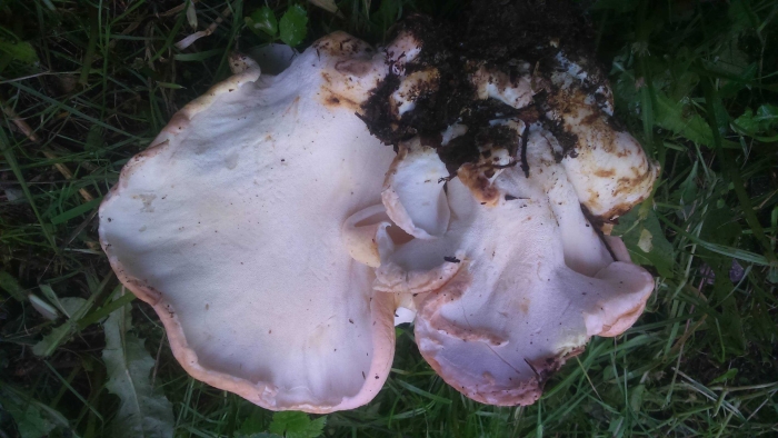 Альбатреллус сливающийся