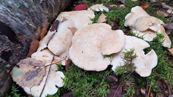 Трутовик чешуйчатый пестрец