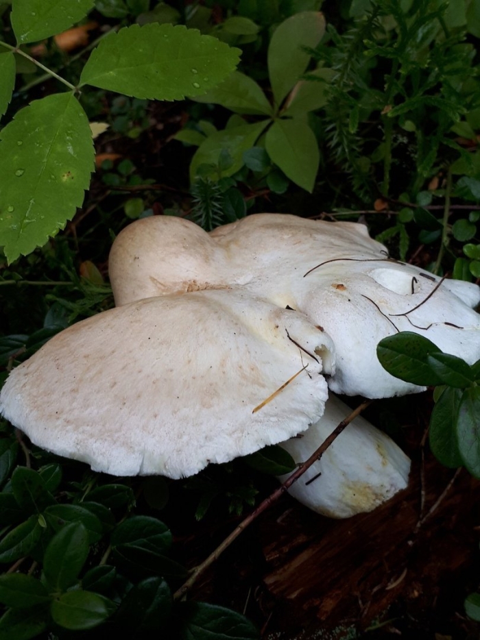 Трутовик овечий альбатреллус