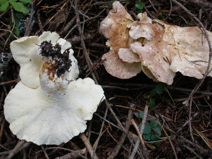 Albatrellus syringae
