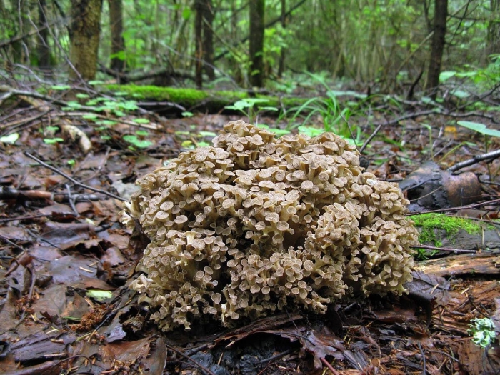 Спарассис курчавый