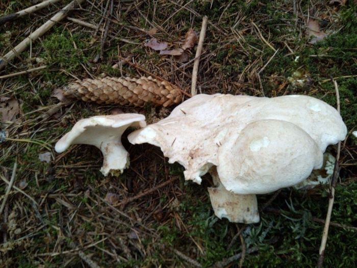 Трутовик овечий альбатреллус