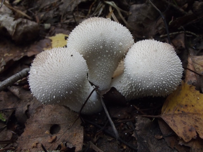 Дождевик шиповатый съедобный