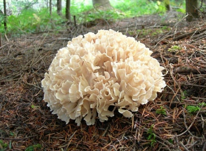 Грифола курчавая гриб-баран