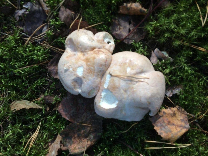 Альбатреллус сросшийся