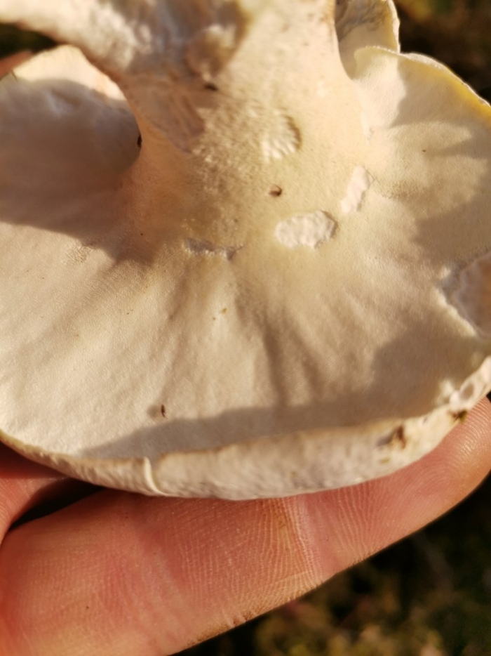 Трутовик гриб