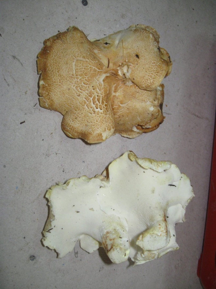 Гриб трутовик