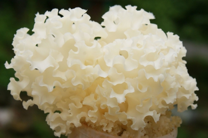 Гриб баран коралловый