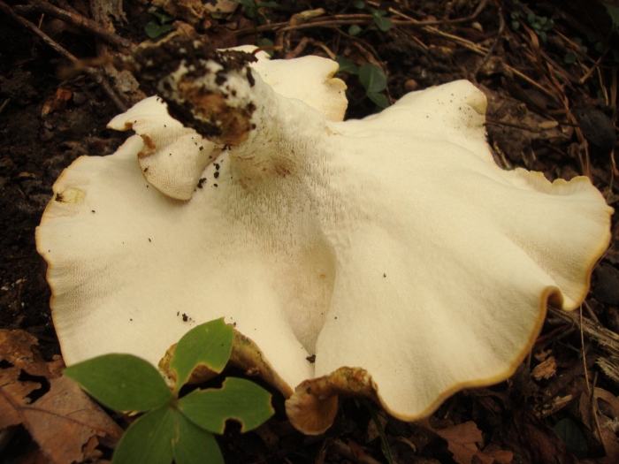 Albatrellus subrubescens