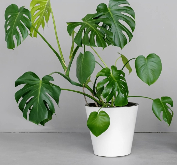 Комнатное растение монстера