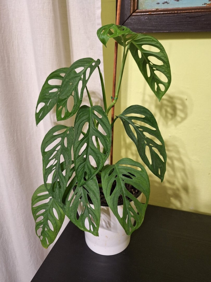 Монстера адансона monstera adansonii