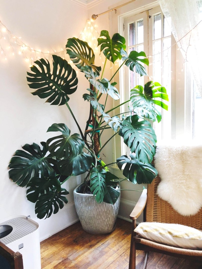 Монстера комнатное растение