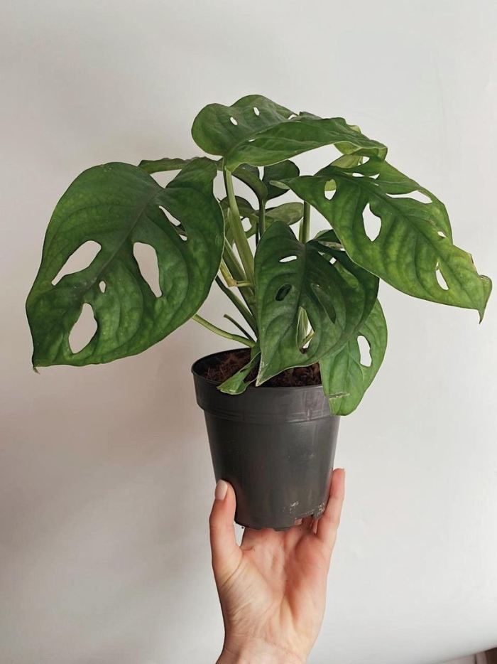 Монстера манки мэск