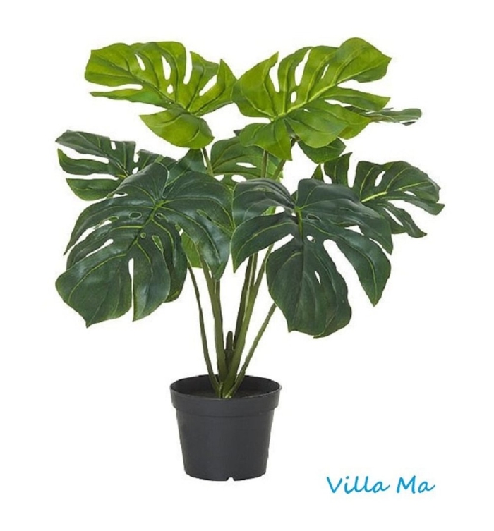 Лиана монстера деликатесная