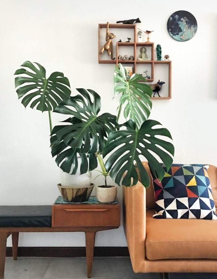 Монстера в интерьере