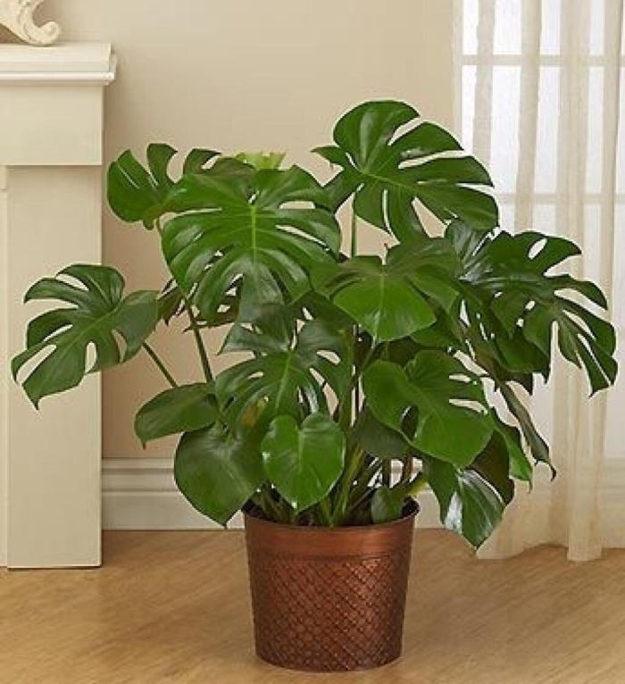 Monstera lechleriana