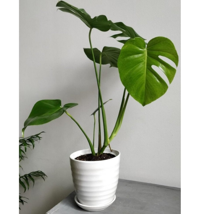 Цветок монстеры