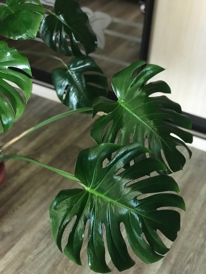 Монстера дома
