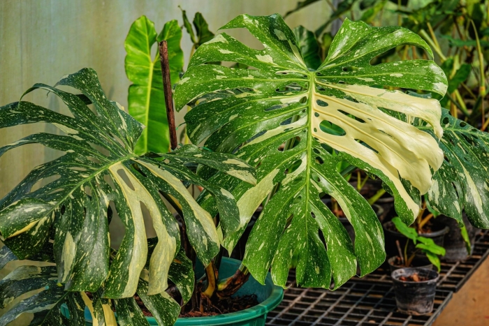 Monstera constellation