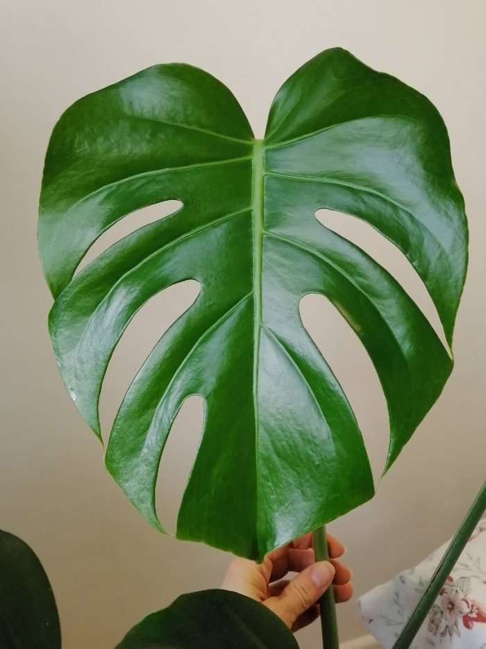 Монстера сильвер лиф