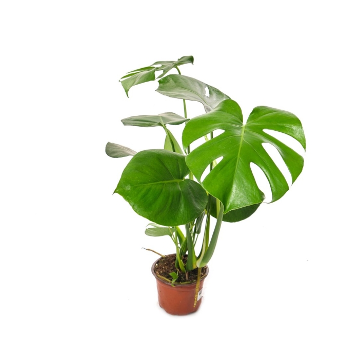 Монстера делициоса d-12