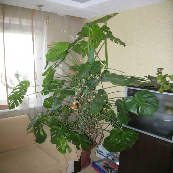 Монстера растение комнатное