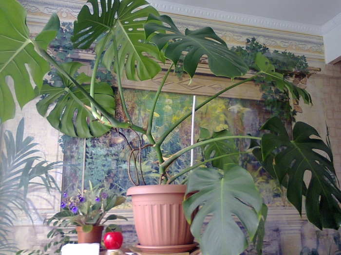 Монстера крупнолистная