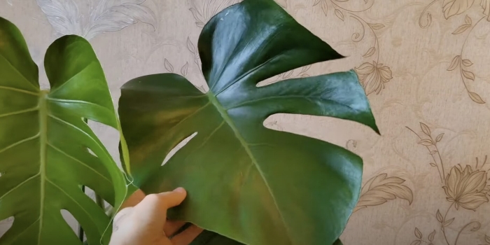 Монстера деликатесная