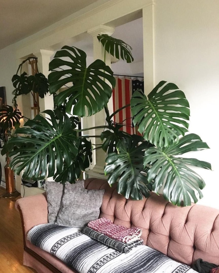 Делициоза монстера